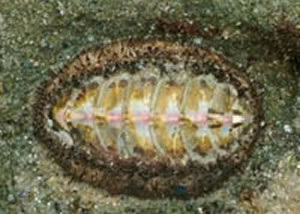 chiton