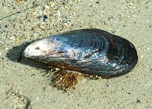 mussel